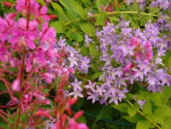 2013-08-18_Regina-F-Rau_Schachen_Blumen  (121).JPG